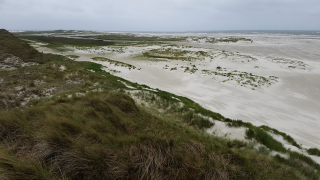 Endless Dunes Where Land Meets the Wind